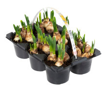 Påskelilje Tête á Tête 6-pk.